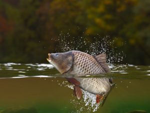 Best Carp Fishing Spots in France