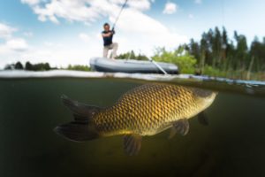 carp fishing season in france