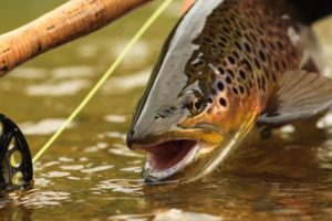 best fishing trips in Scotland