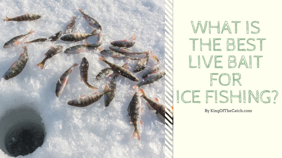 ice fishing live bait