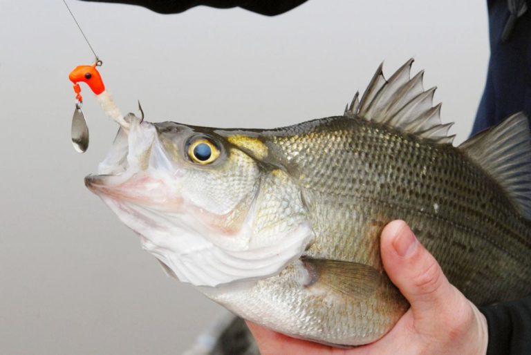 best lures for white bass fishing