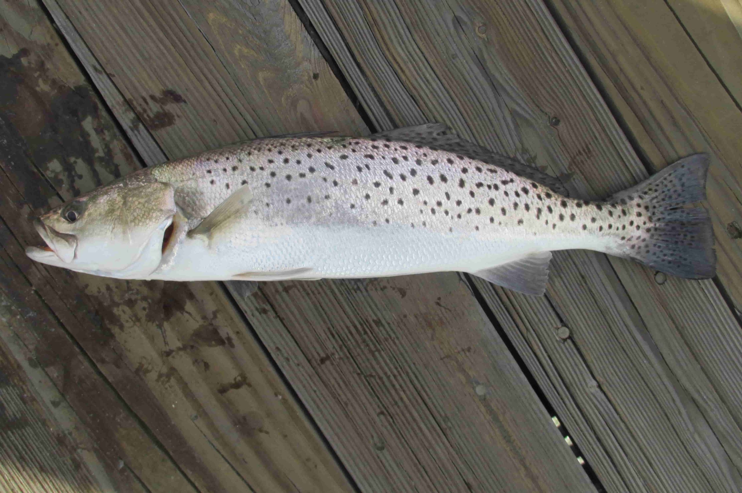 best topwater lures for speckled trout