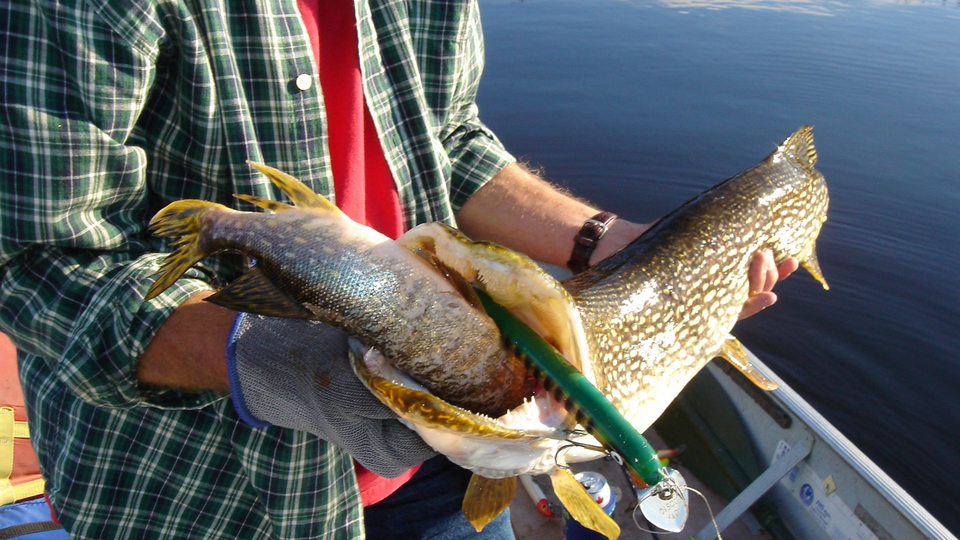 do pike eat other pike