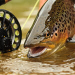 Do You Fish Upstream Or Downstream For Trout