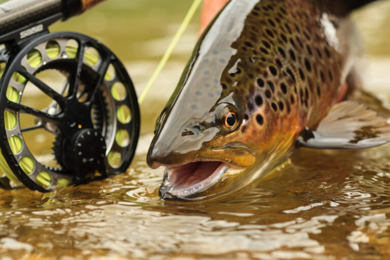 Do You Fish Upstream Or Downstream For Trout